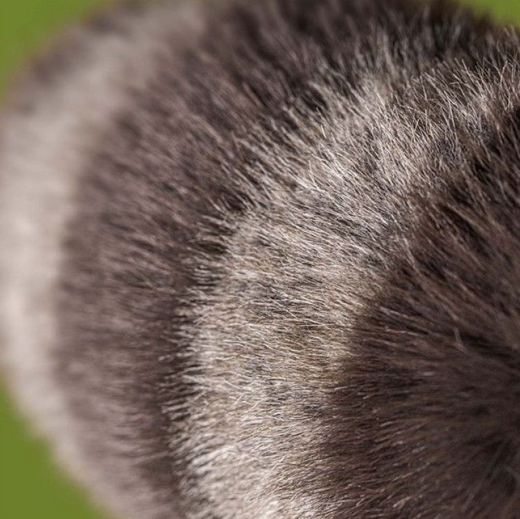 Jellycat Knuffel - Tixiwoo Raccoon