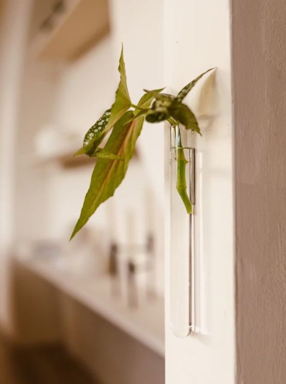 Walleaf Muurdecoratie - Transparant standaard - 1-pack